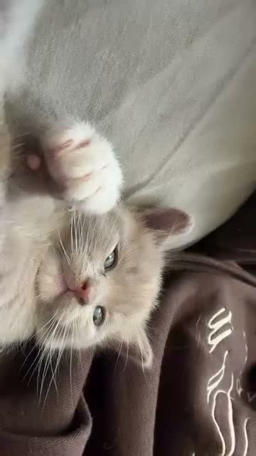 British Shorthair cats for sale: 5 beautiful BSH x Ragdoll kittens  - Video 1