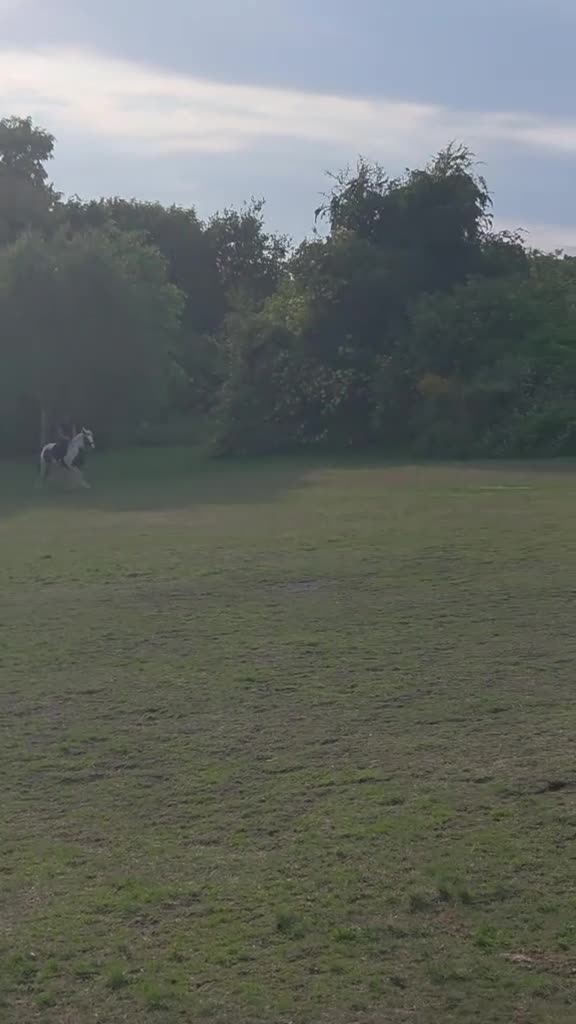 Irish Cob horses for sale: 13.2 cob gelding  in Bradford - Video 1