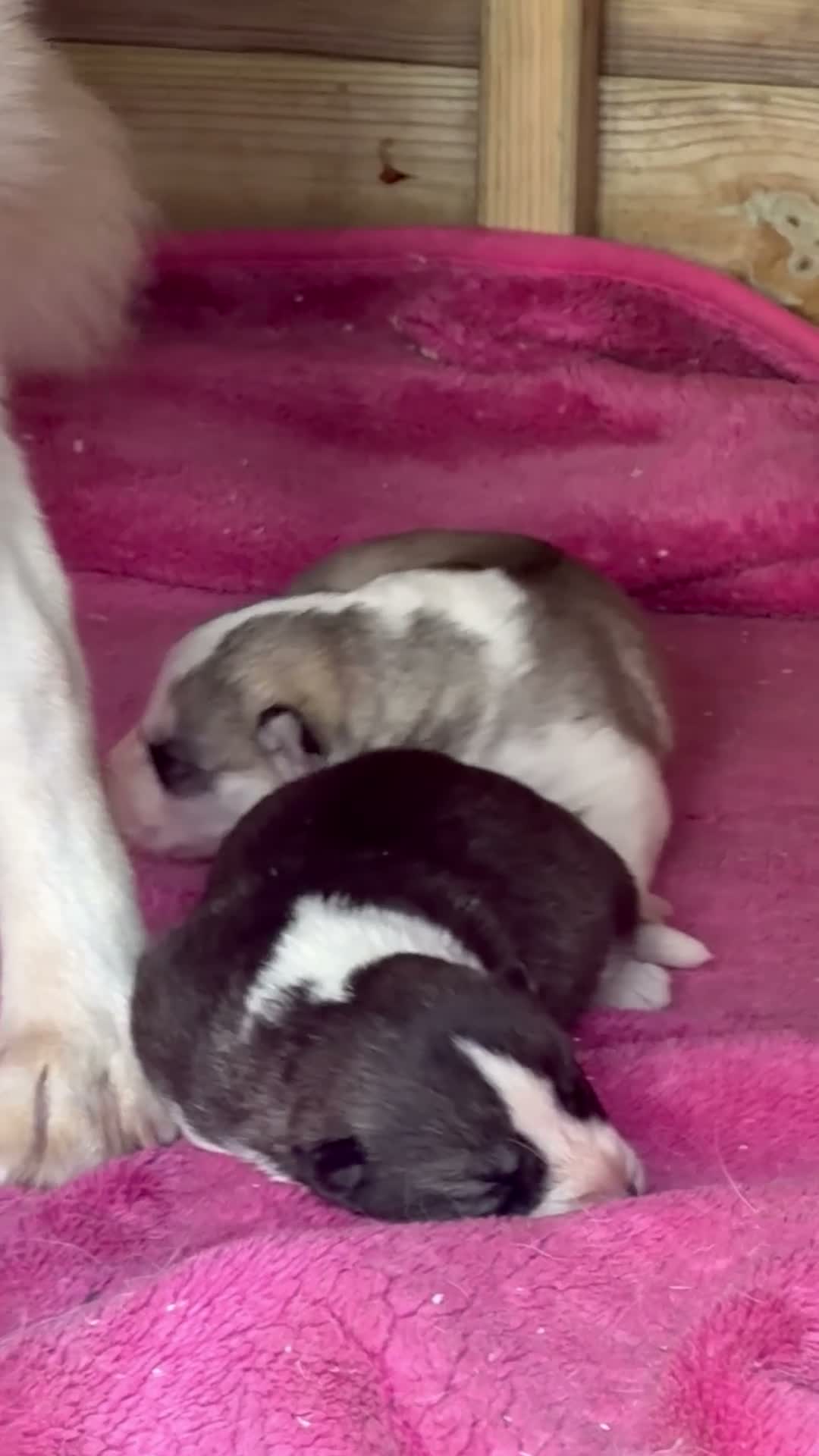 Siberian Husky dogs for sale: Amazing Pure Siberian Husky Puppies - Video 1