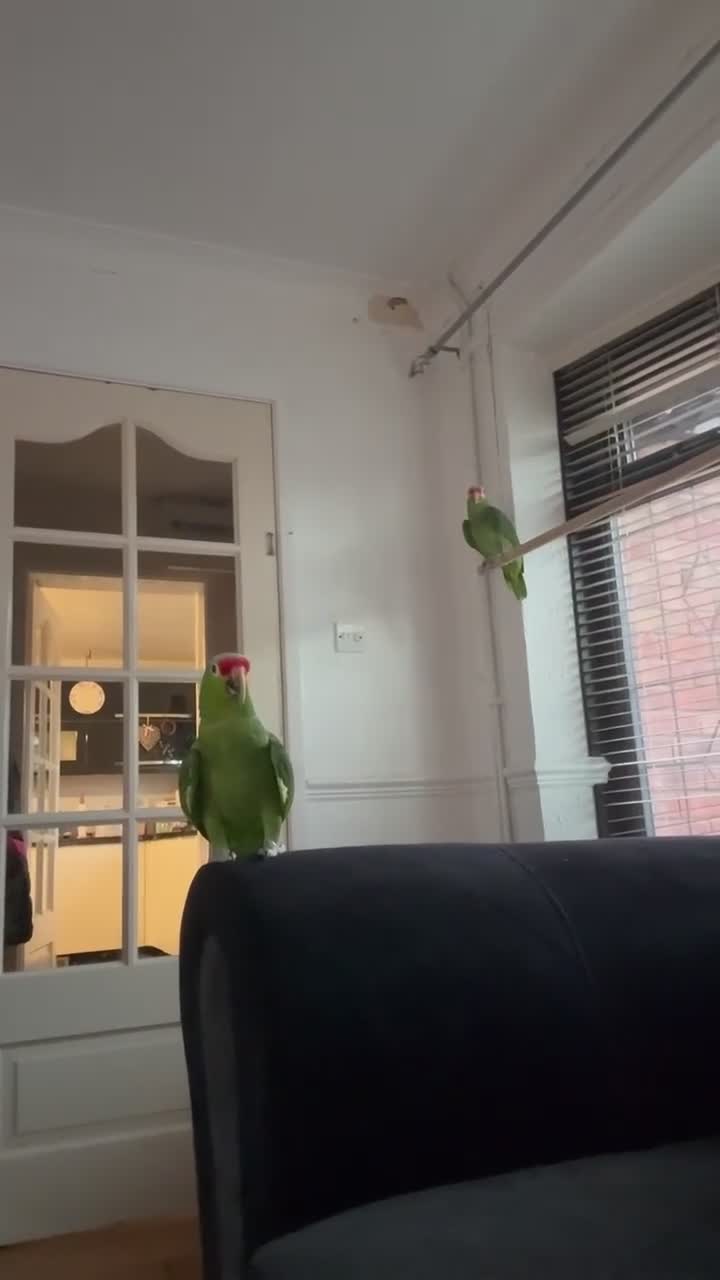 Parrots birds for sale: Pair of Amazon parrots  in Stoke-on-Trent - Video 1