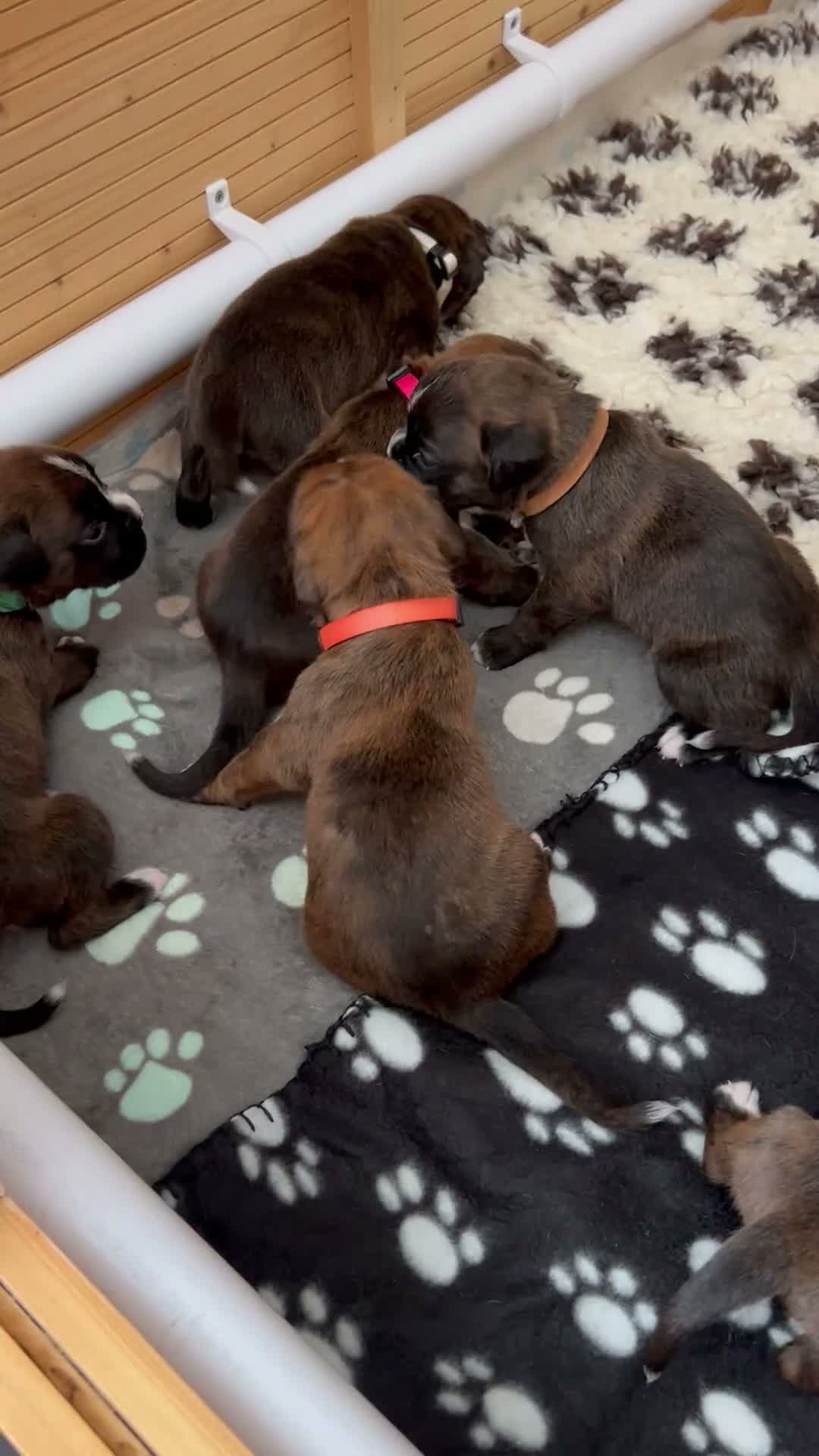 Boxer dogs for sale: Beautiful Boxer Puppies (long tail) in Hove - Video 1