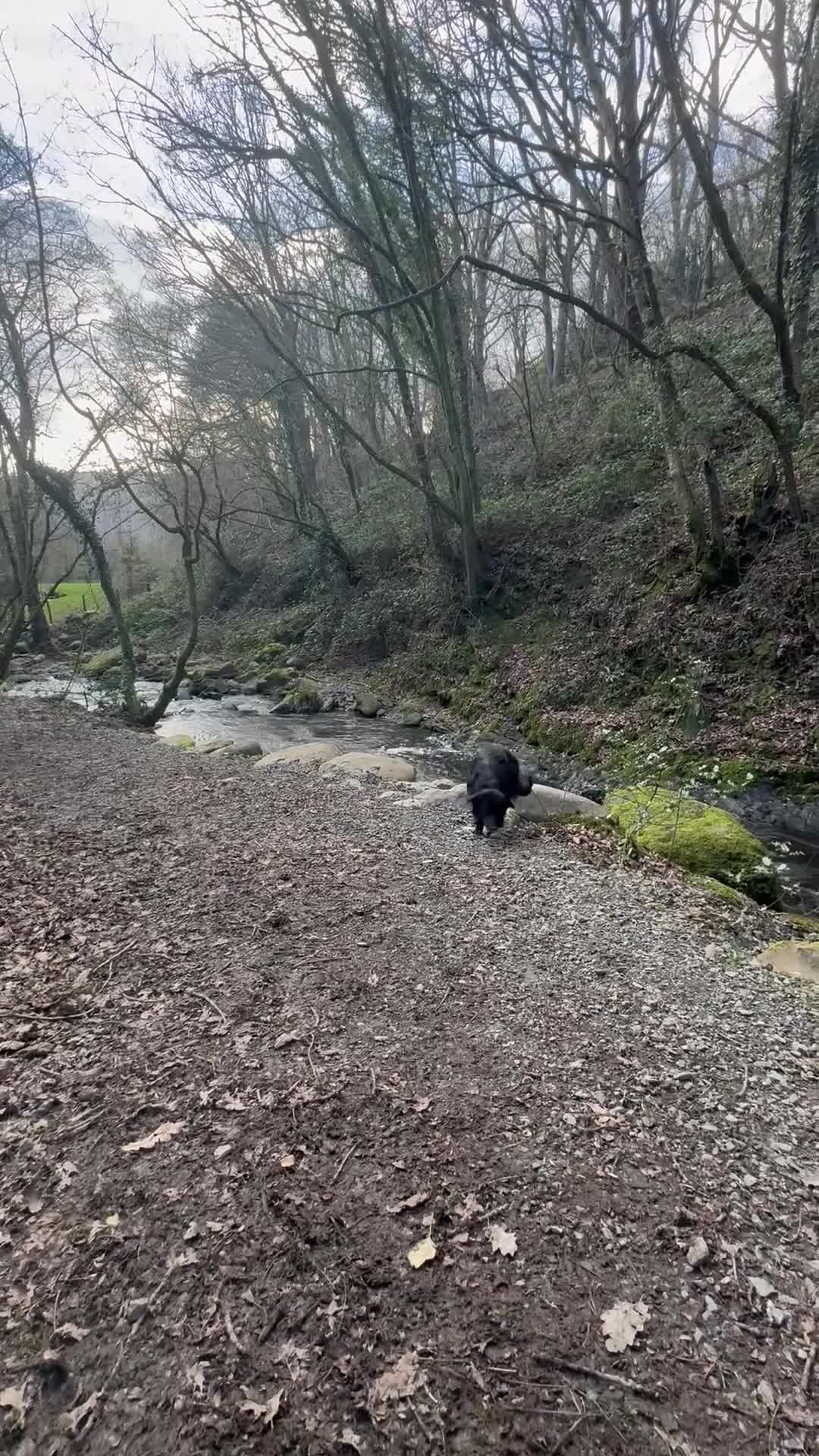 Mixed Breed dogs for sale: Female border collie golden retriever mix for sale - Video 1