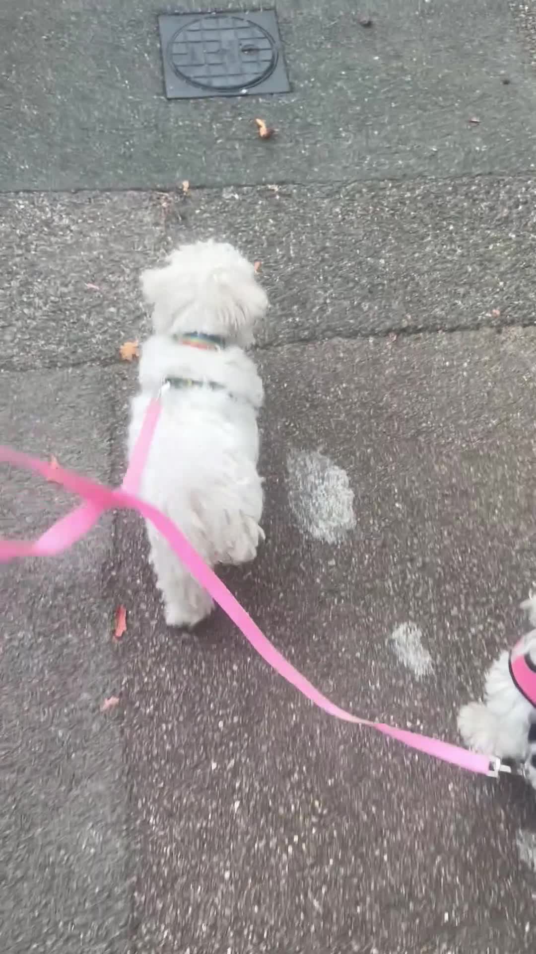 Maltese dogs for sale: 2 lovely Maltese female available  in Romford - Video 1