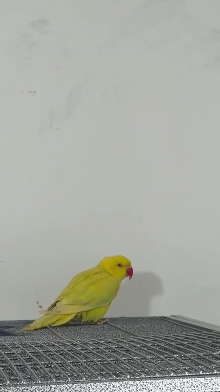 Conures birds for sale: Rare Colour Young Indian Ringneck Parrot & Conures - Video 3