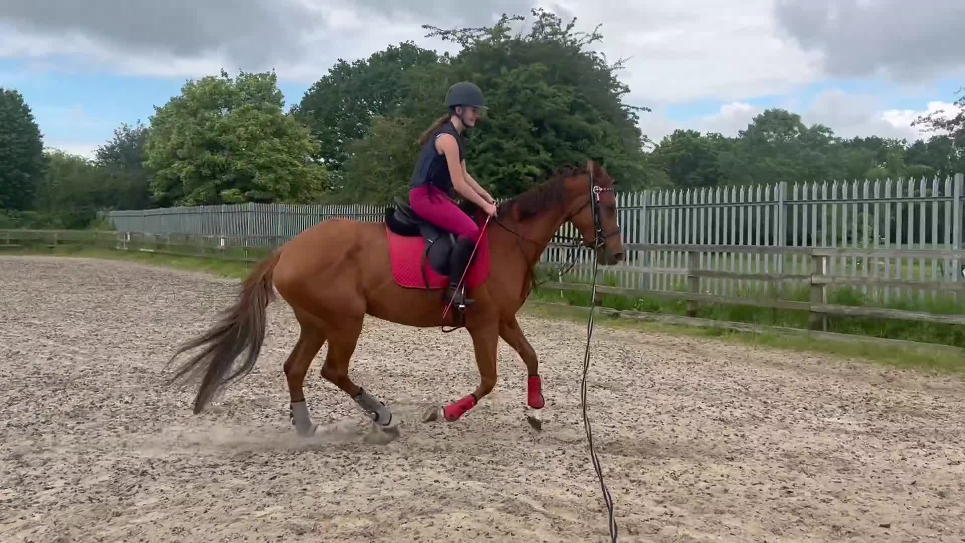 English Thoroughbred horses for sale: Annie tb ex racer - Video 1