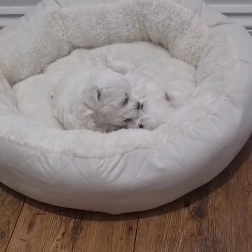 Maltese dogs for sale: Maltese Girl Ready to go  - Video 3