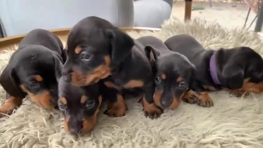 Miniature Dachshund dogs for sale: Quality KC Miniature Dachshund Puppies - Video 1