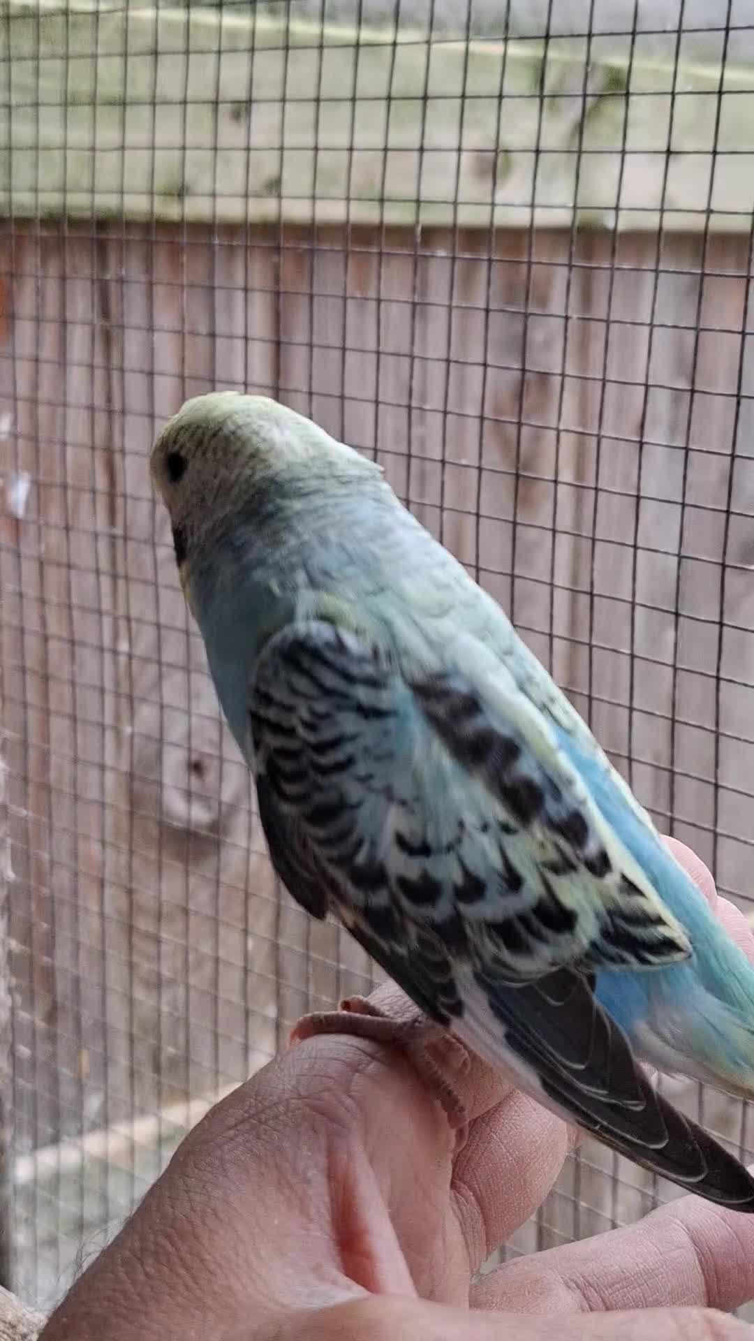 Budgerigars birds for sale: Budgies for sale Birmingham  - Video 1