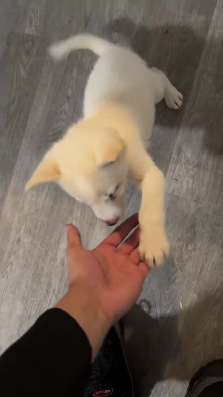 Siberian Husky dogs for sale: Puppy for sale bradford - Video 1