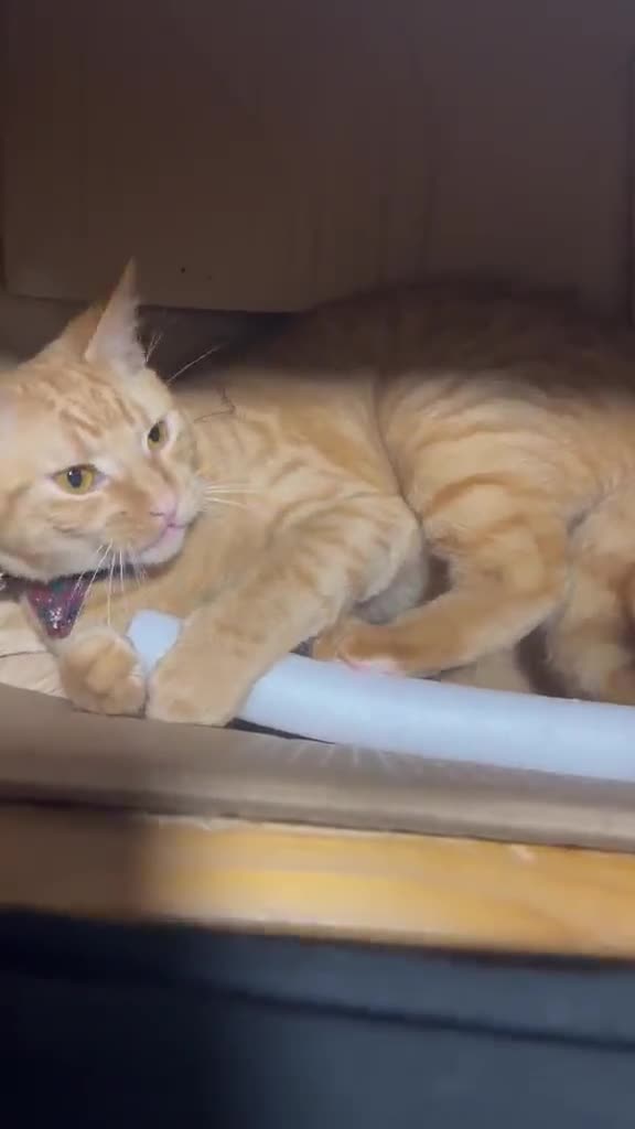 Domestic Shorthair cats for sale: Beautiful Ginger Boy - Video 1