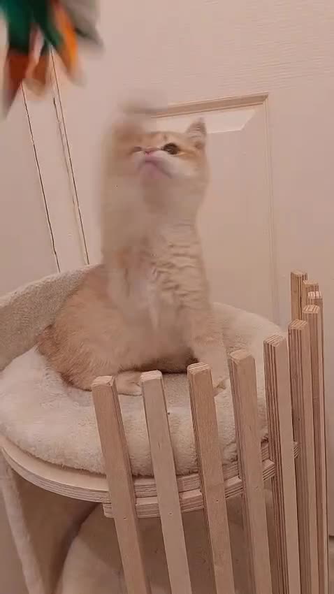 British Shorthair cats for sale: Beautiful Chocolate Golden BSH Kitten - Video 1