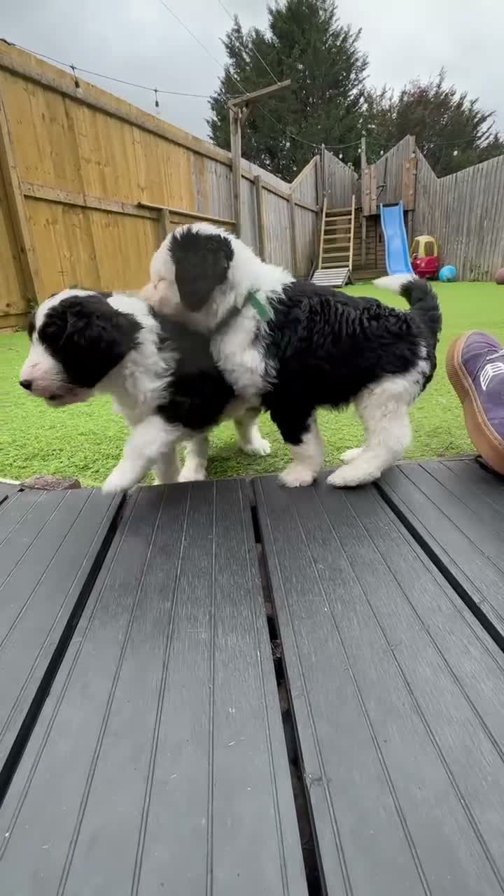 Sheepadoodle dogs for sale: Beautiful Black & White Sheepadoodles - Video 3