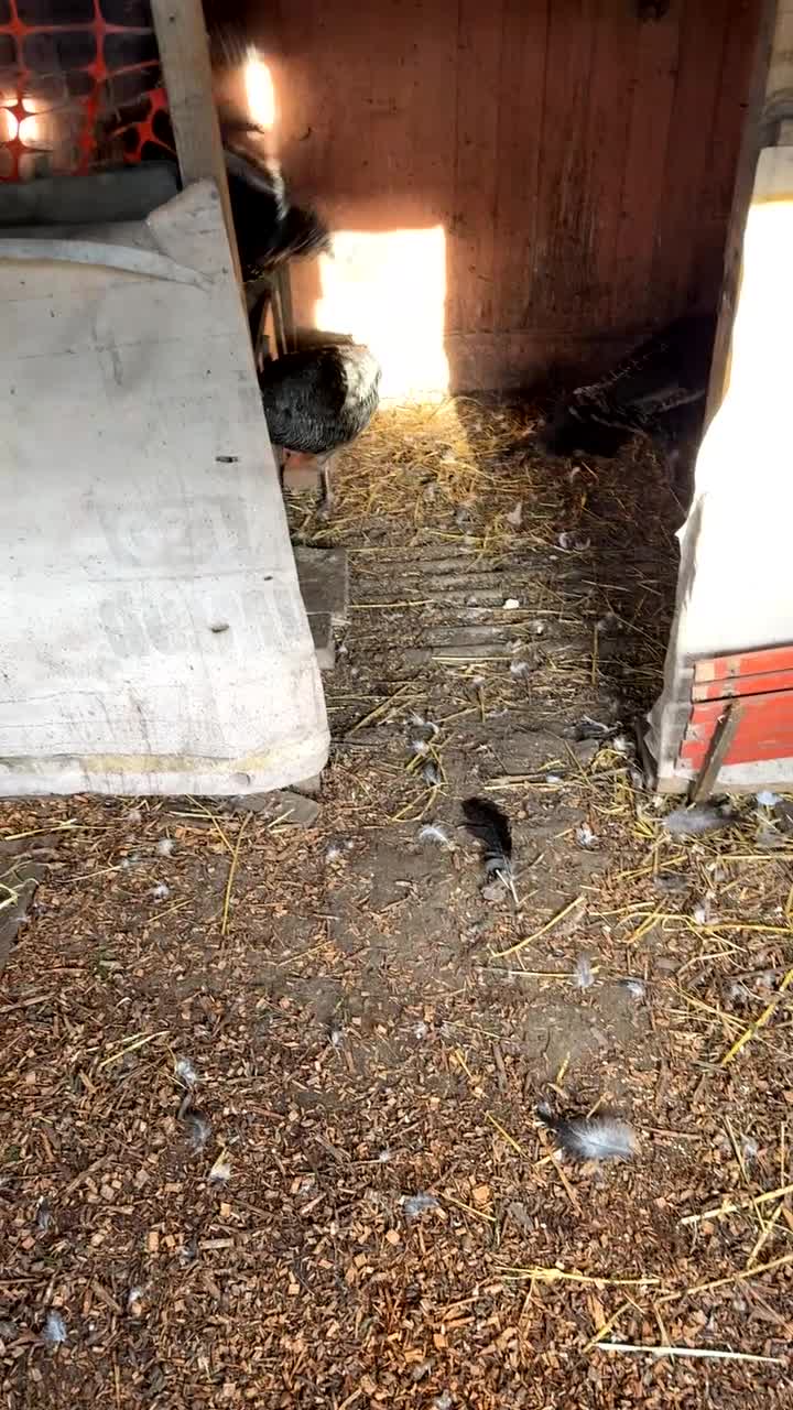 Turkeys poultry for sale: Norfolk bronze turkeys with two females  - Video 1