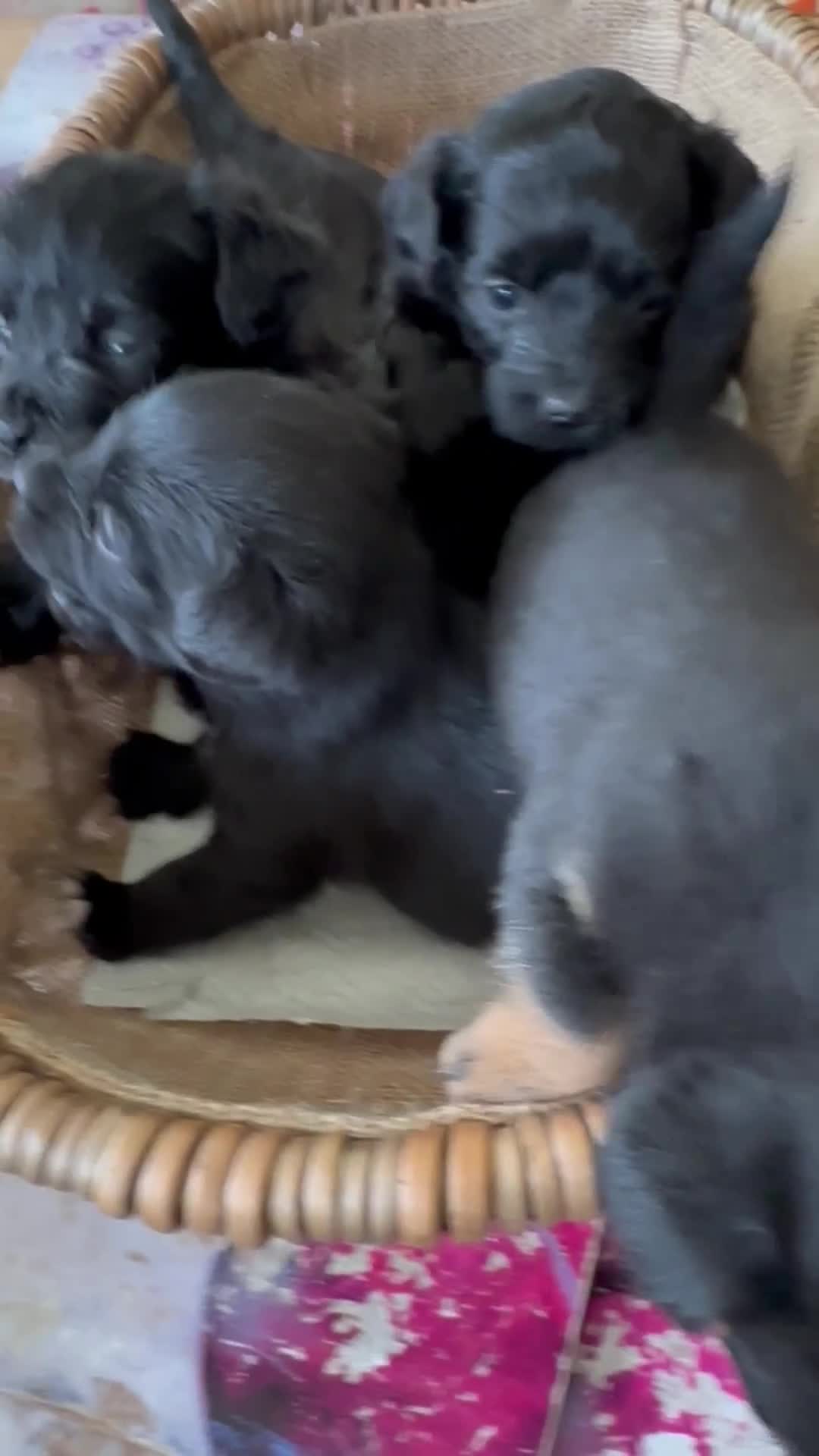 Yorkiepoo dogs for sale: Yorkiepoo Puppies to the manor born - Video 1