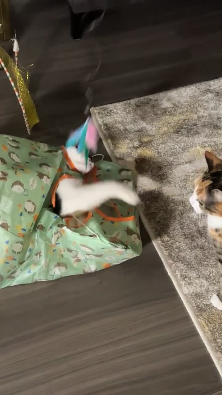 Domestic Shorthair cats for sale: Nala (5) & Kiara (1) - Video 3