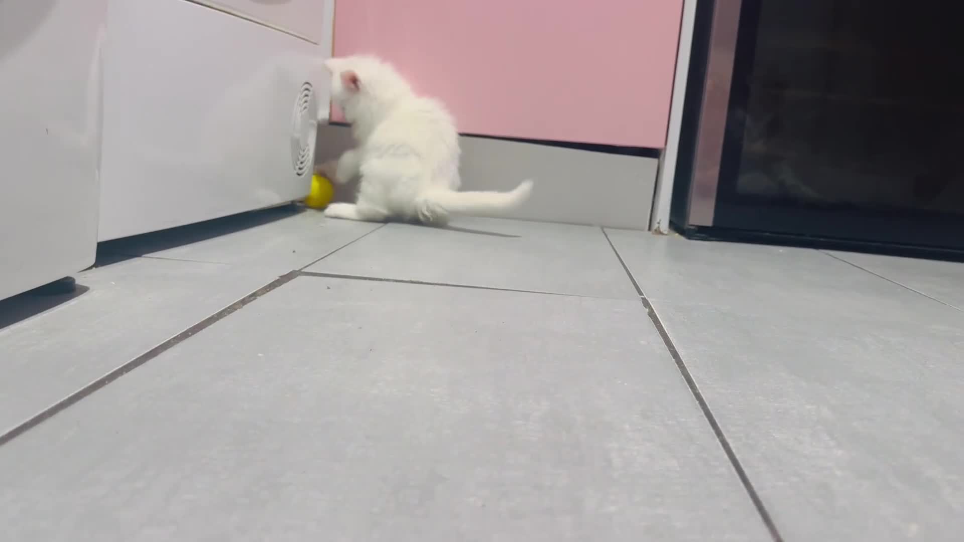 Mixed Breed cats for sale: Maine coon x Turkish angora kittens for sale - Video 3