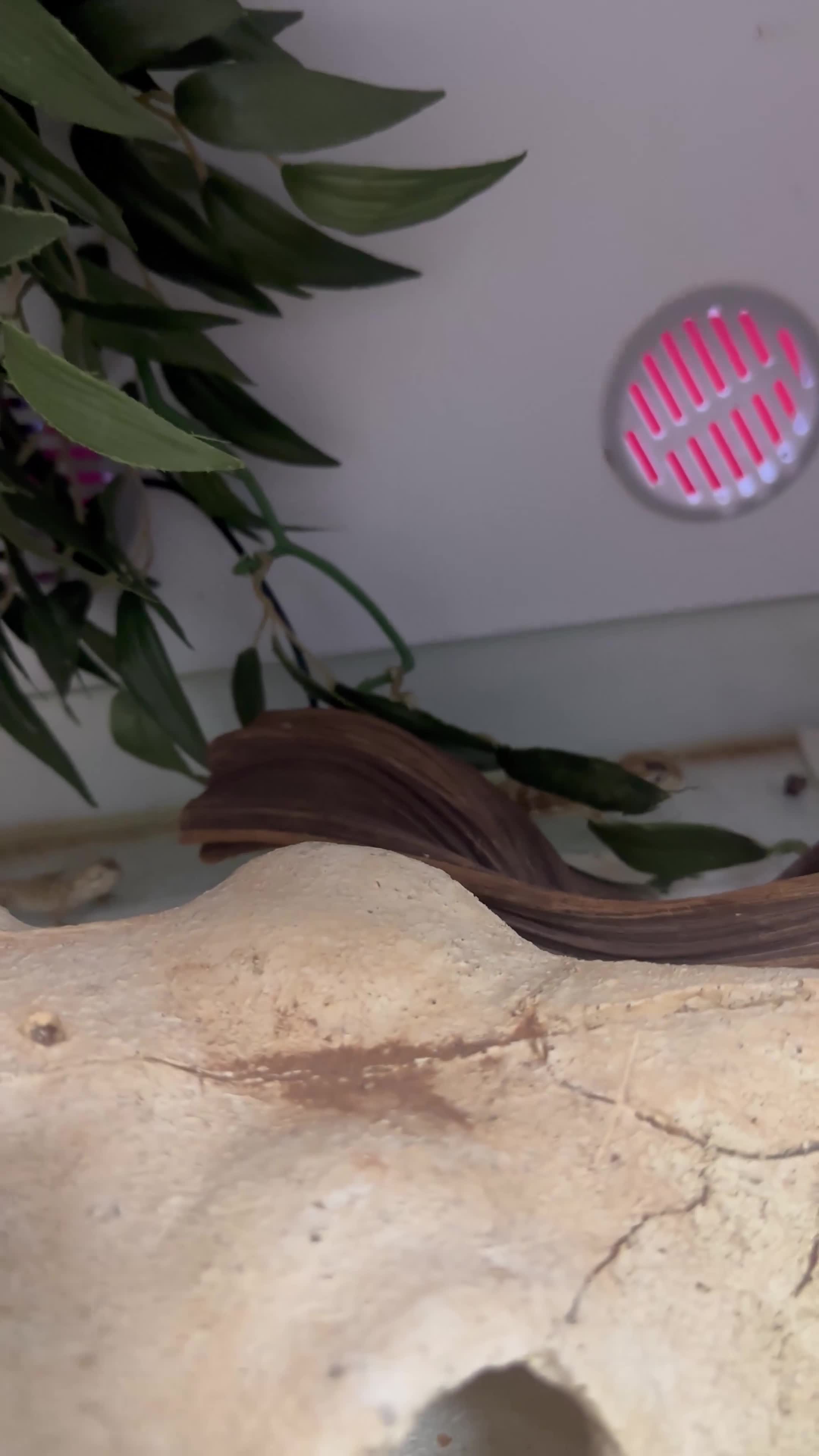 Dragon reptiles for sale: 5 x Rankin Dragons  - Video 1