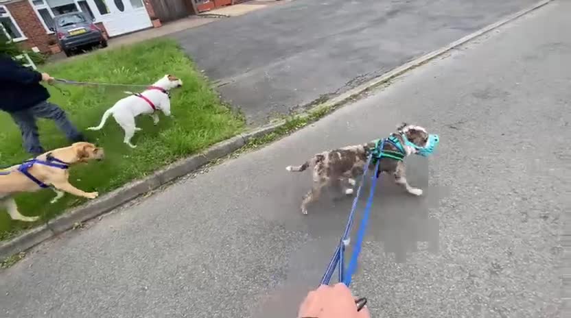 Boxer dogs for adoption: Skye  - Video 2