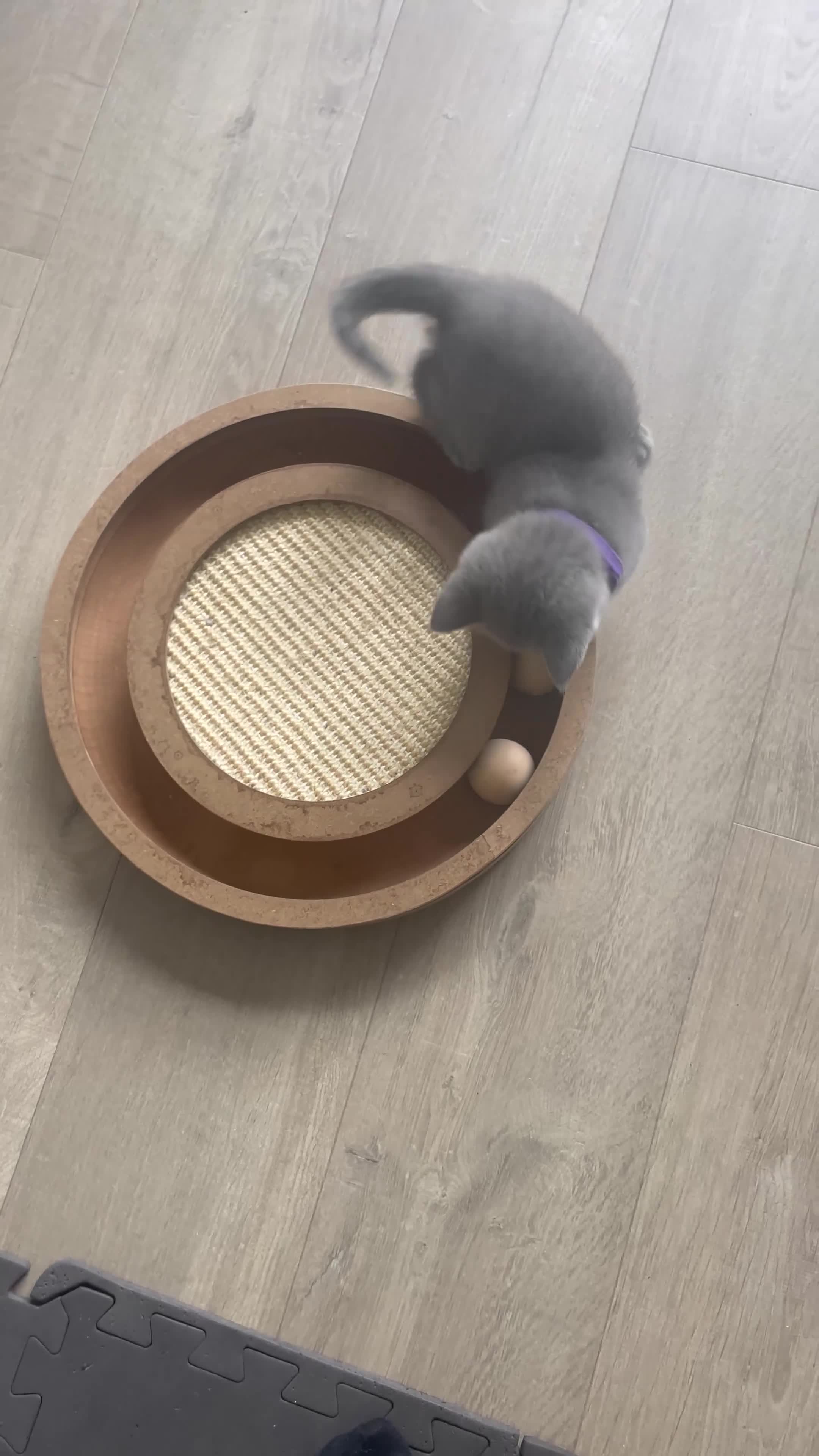 British Shorthair cats for sale: 🏆Grand Champion Sired GCCF BritishShorthair 1left - Video 2