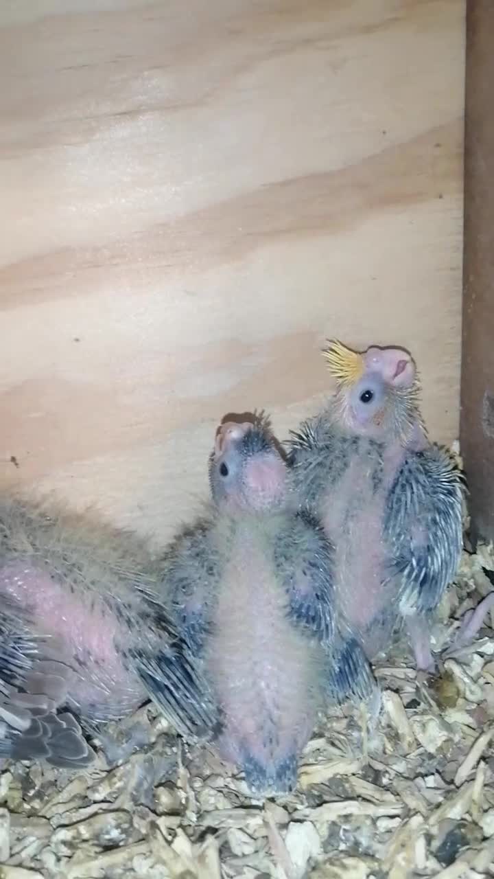 Cockatiels birds for sale: Juvenile Range of cockatiels in Manchester - Video 2