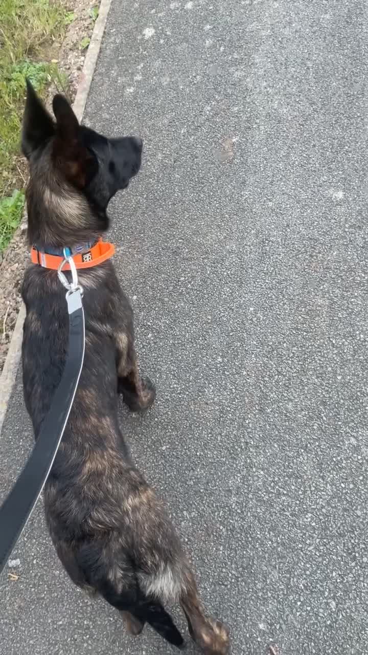 Belgian Shepherd Dog dogs for sale: Dutch Shepherd Puppy Male  - Video 1