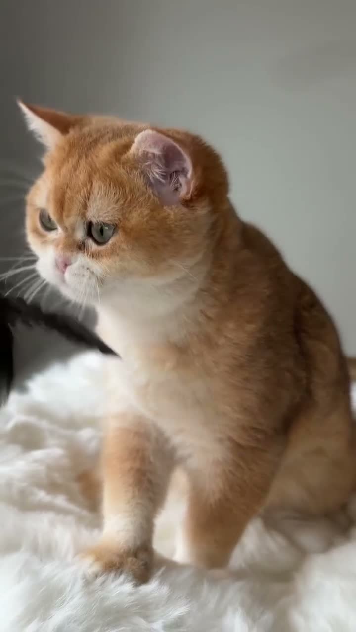 British Shorthair cats for sale: British Shorthair Golden kittens  - Video 4