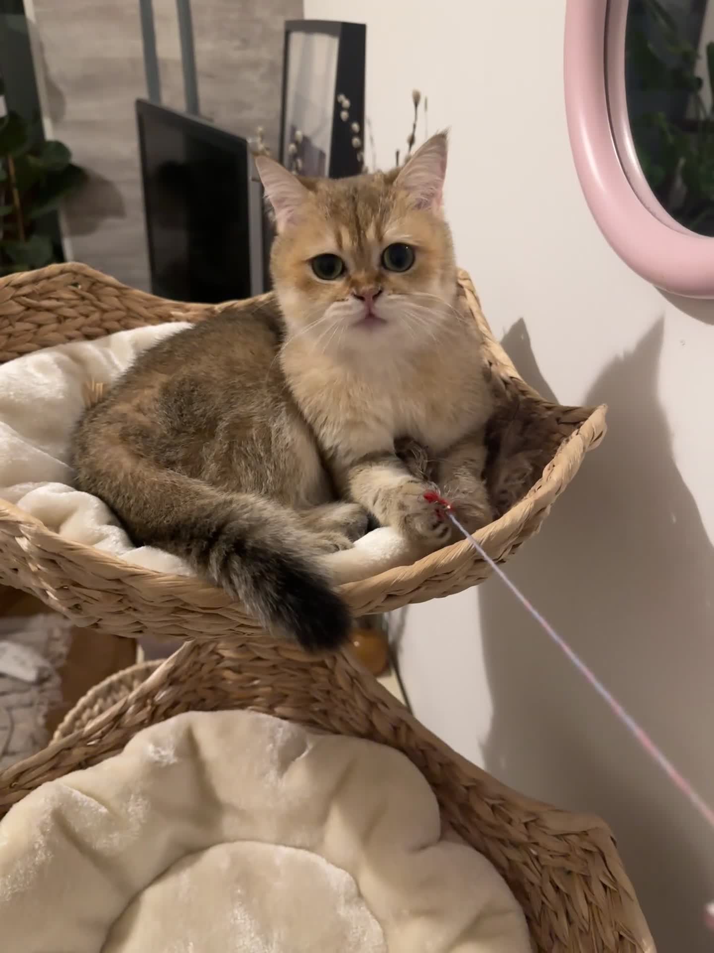 British Shorthair cats for sale: Rare British Shorthair Golden Chinchilla Cat 2yrs - Video 1
