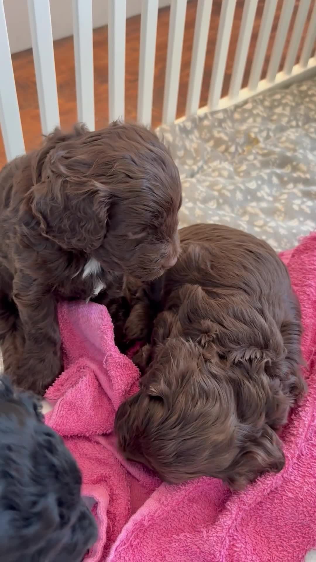Mixed Breed dogs for sale: Chocolate Brown Cavapoo/Cockapoo pups - Video 1