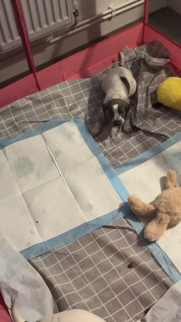 Mixed Breed dogs for sale: Bedlington X pointer  - Video 1