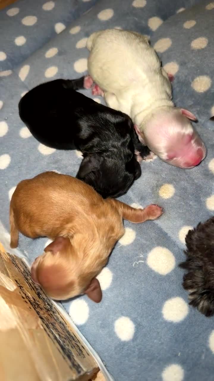 Cockapoo dogs for sale: Cockapoo pups  - Video 2