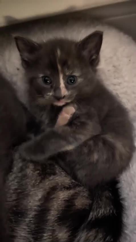 European cats for sale: 4 beautiful kittens for sale - Video 1