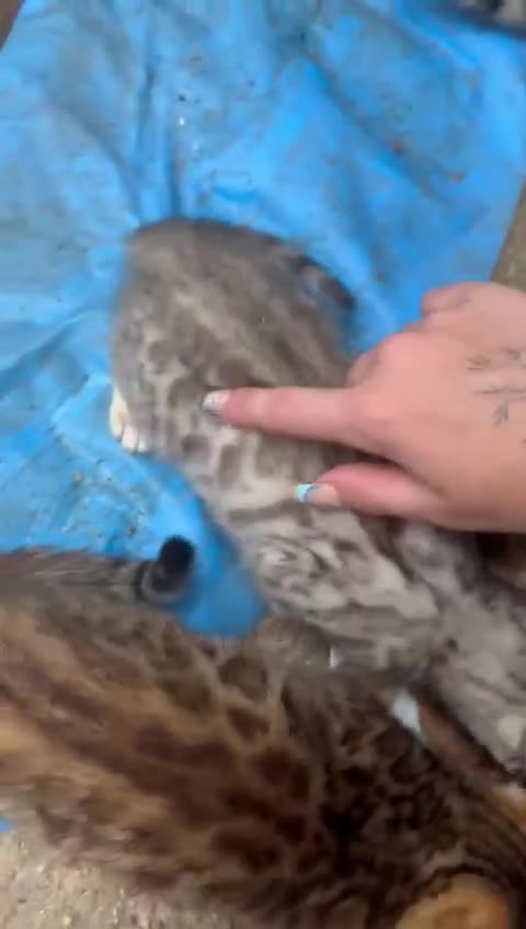 Bengal cats for sale: F1 snow bangle  - Video 1