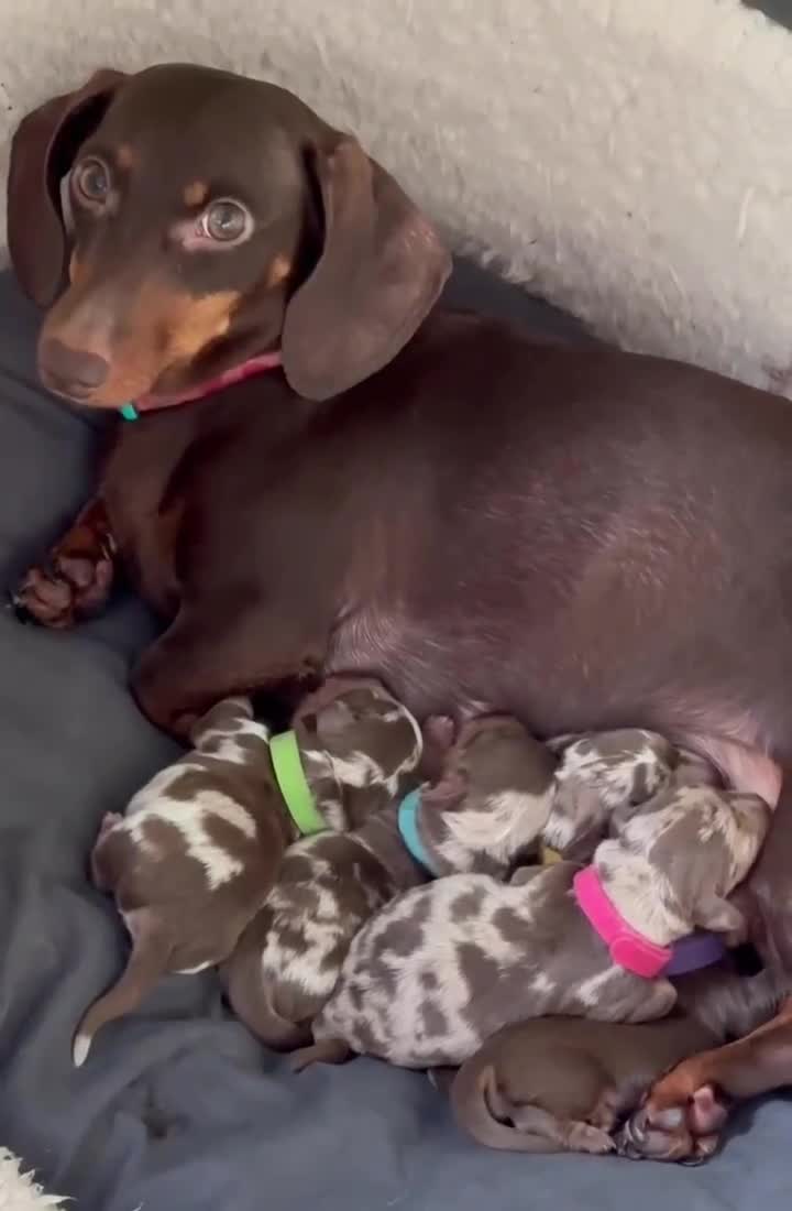 Dachshund dogs for sale: Miniature dachshund pups - Video 1