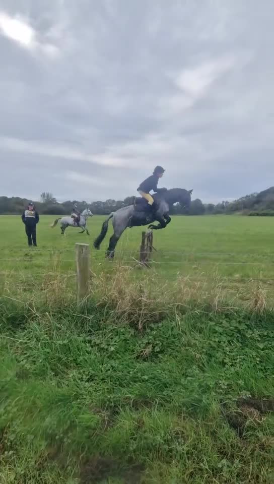 Connemara horses for sale: Storm the Jumping machine  - Video 1