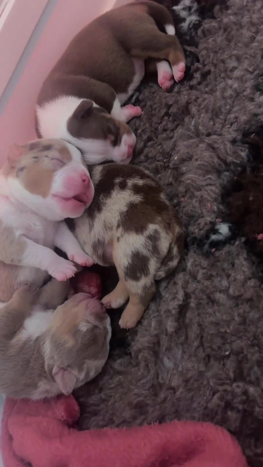 American Bully dogs for sale: Micro bully babies 🐶🩷💙 - Video 5