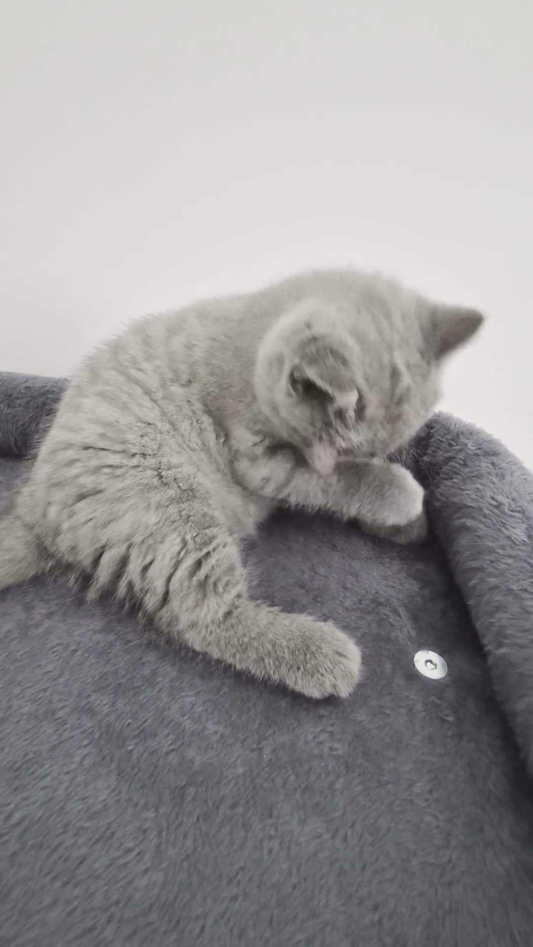 British Shorthair cats for sale: GCCF registered BSH kittens for adoption - Video 1