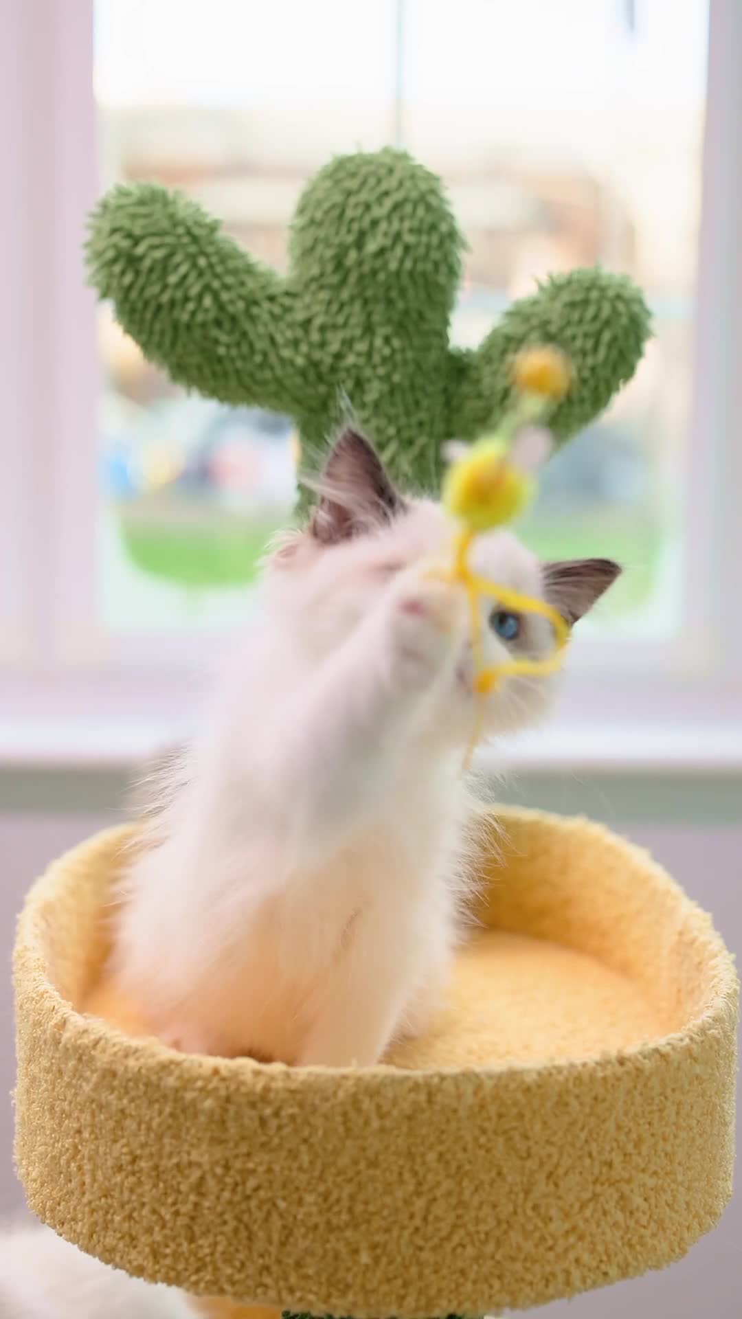 Ragdoll cats for sale: SHOW Ragdoll Bicolor Kitten Girl LPCE ❤❤❤ - Video 1