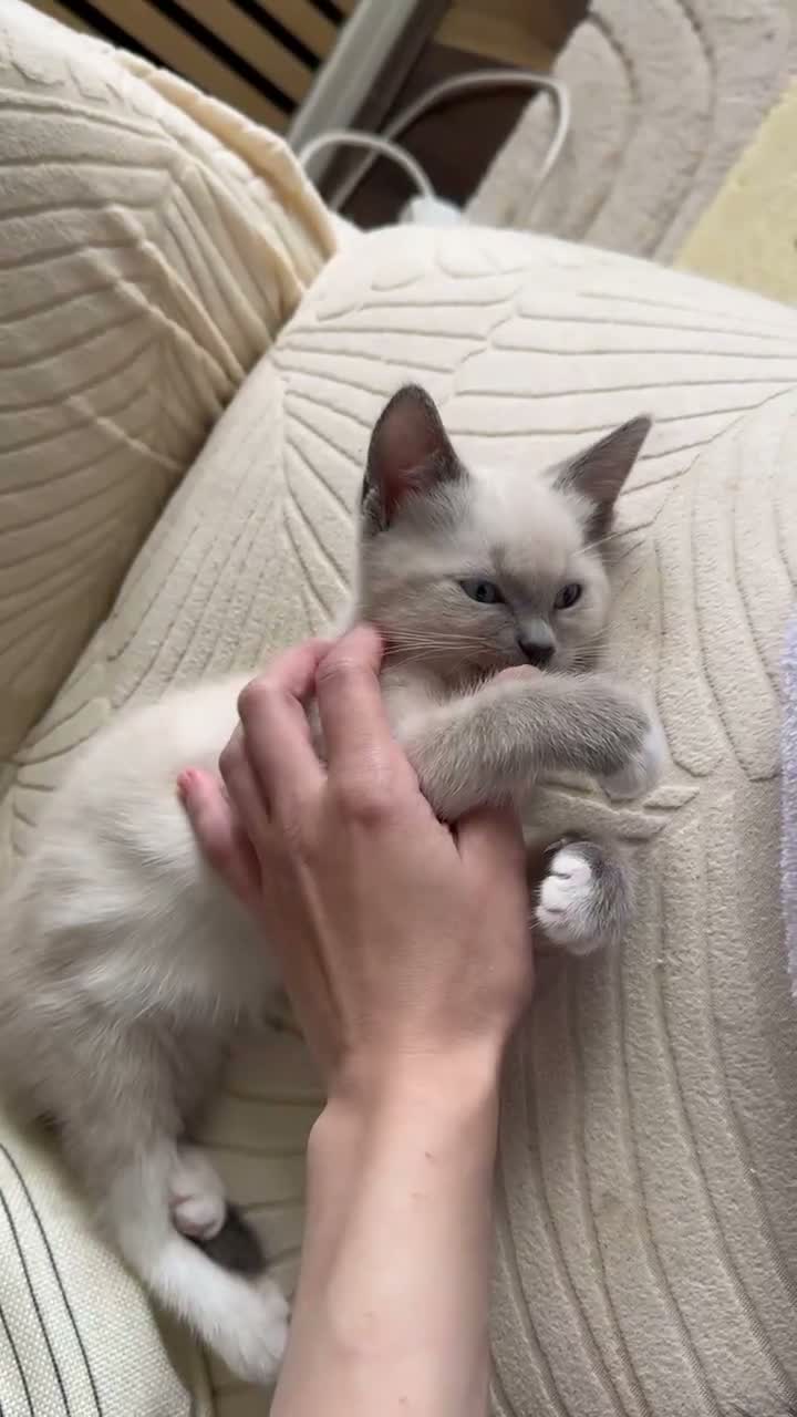 Tonkinese cats for sale: Beautiful&Very Affectionate Tonkinese×ragdoll 🩷  - Video 1