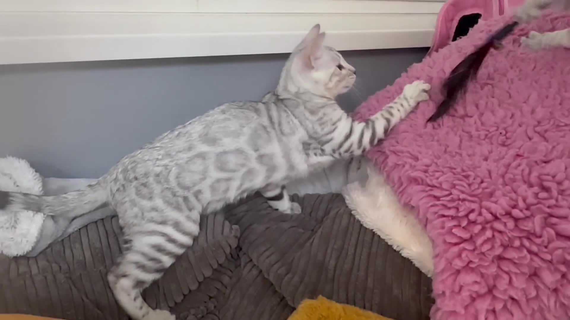 Bengal cats for sale: Beautiful soft silver girl TICA reg - Video 1