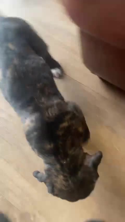 Cane Corso dogs for sale: BRINDLE FEMALE CANE CORSO PUPPY - 8 WEEKS OLD  - Video 1