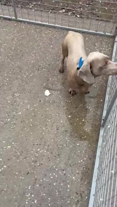 Dachshund dogs for sale: Dachshund (Billy) - Video 1