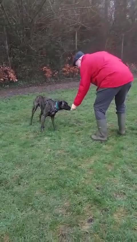 Mixed Breed dogs for adoption: Hux needs a forever home  - Video 1