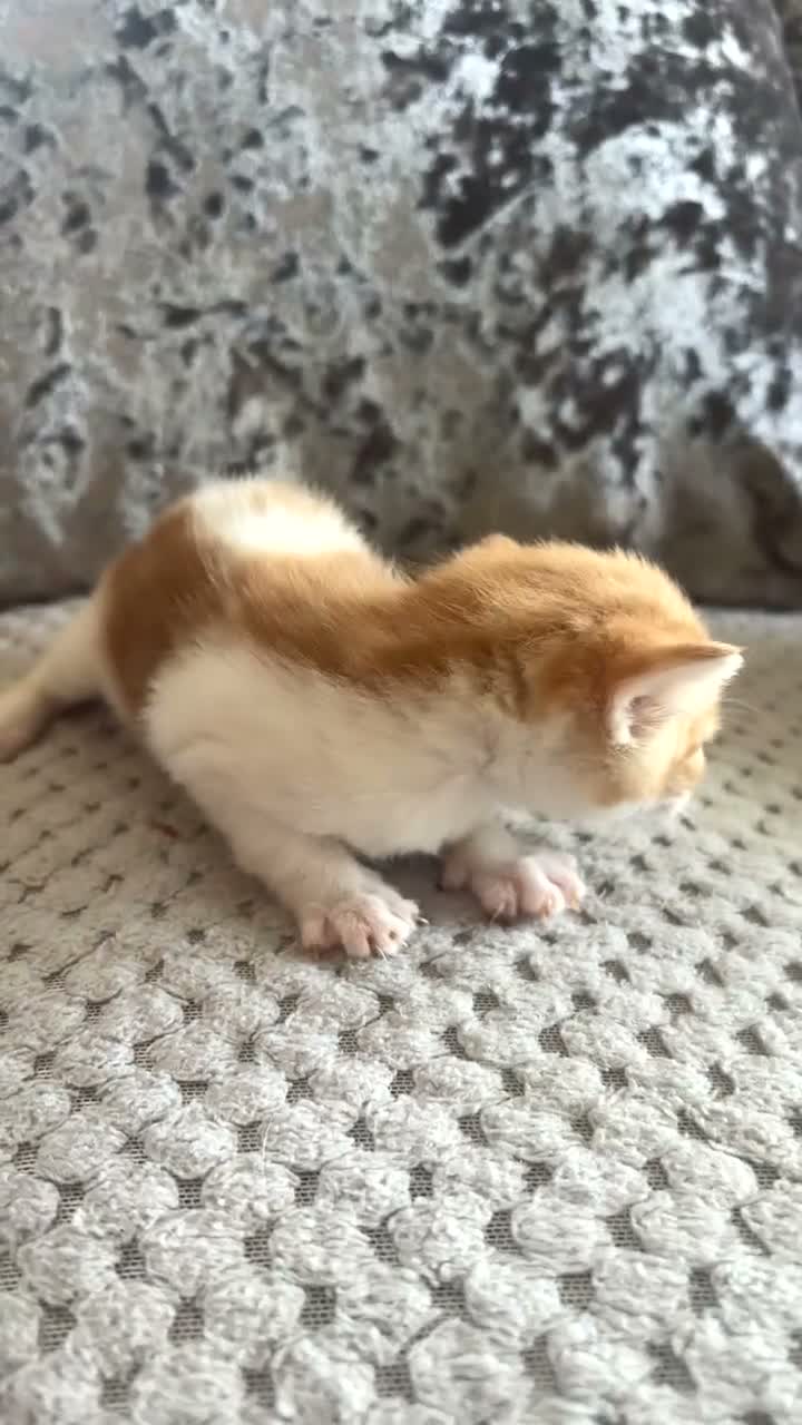 Domestic Shorthair cats for sale: Domestic Shorthair kittens - Video 3