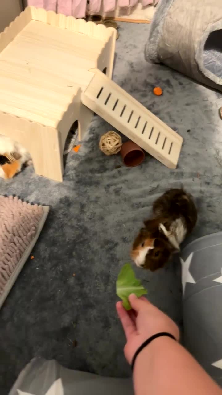 Guinea Pig rodents for sale: Guinea pigs and set up price can be discussed - Video 2