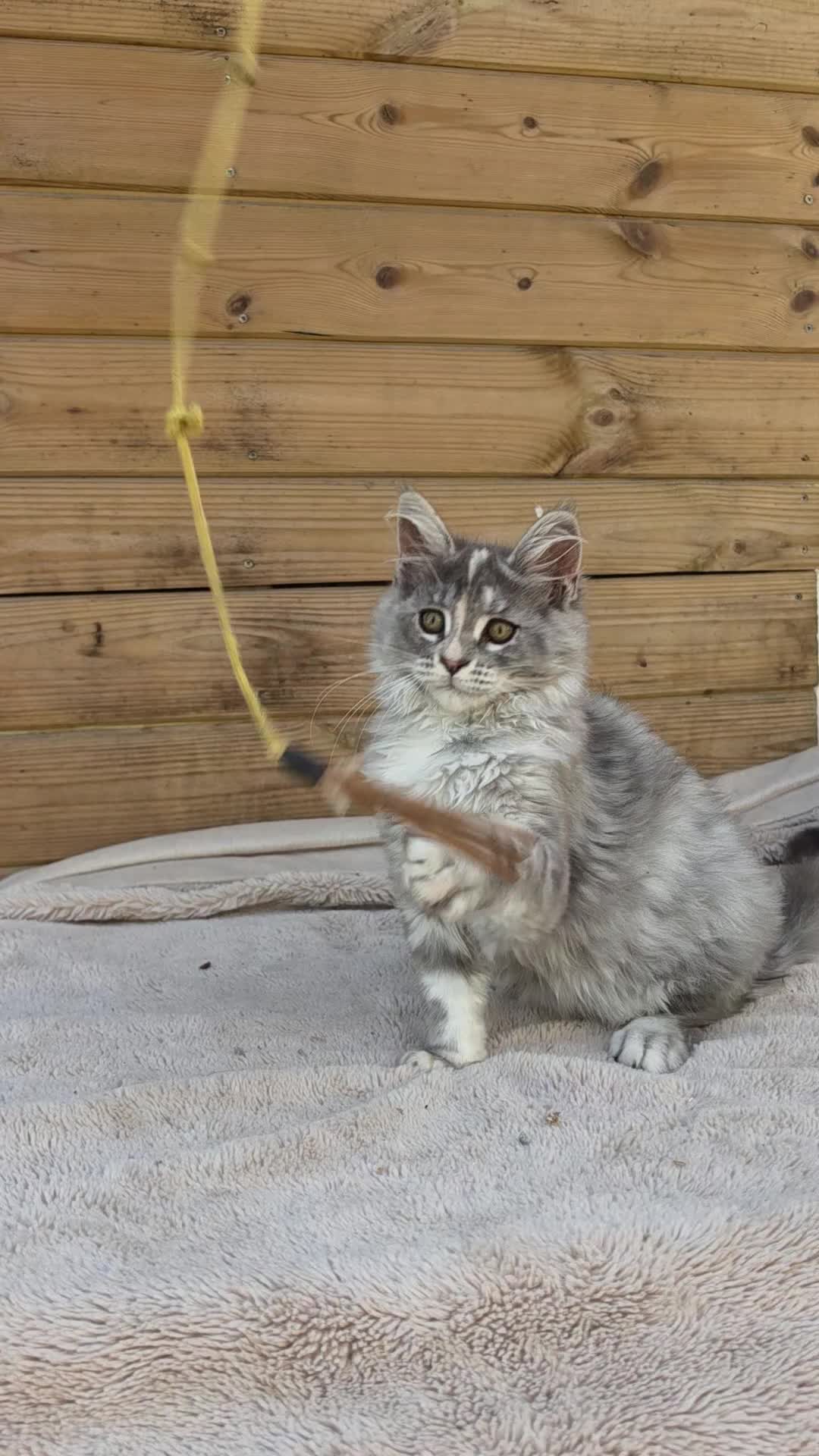 Maine Coon cats for sale: Maine Coon Kittens  - Video 1