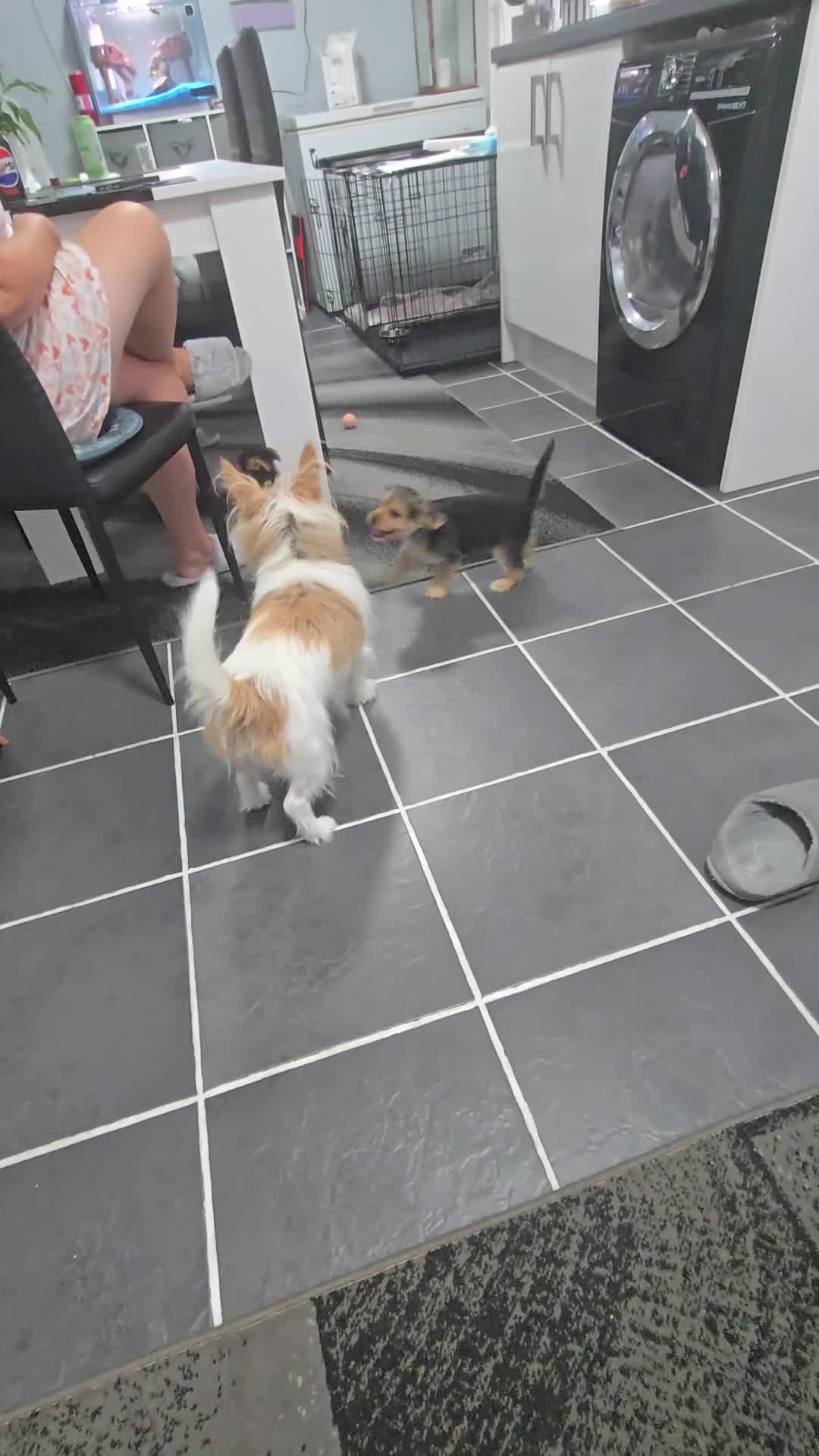 Mixed Breed dogs for sale: Jack Russell terrier  - Video 2
