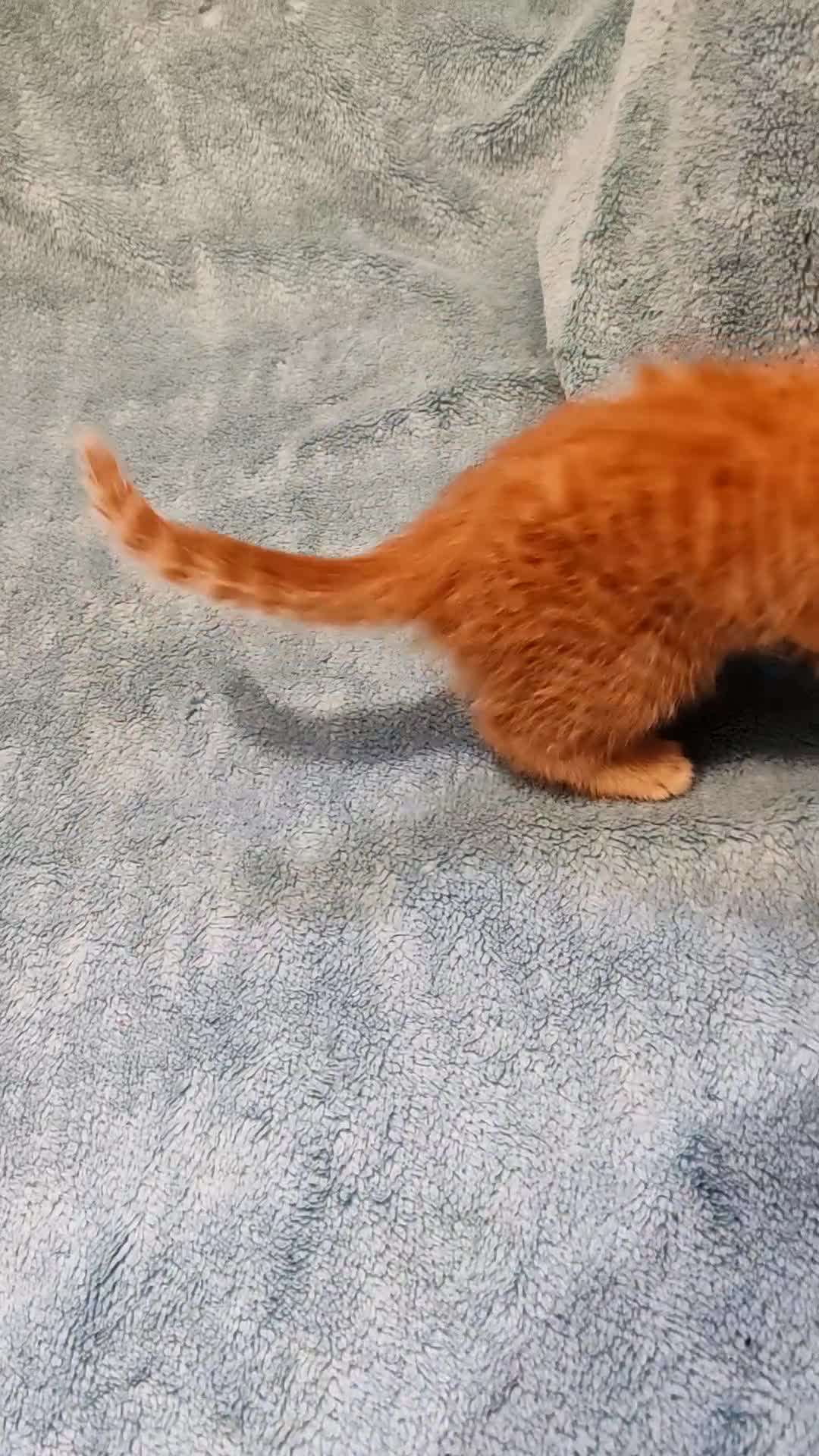 Mixed Breed cats for sale: BEAUTIFUL KITTENS VIDEOS - Video 2