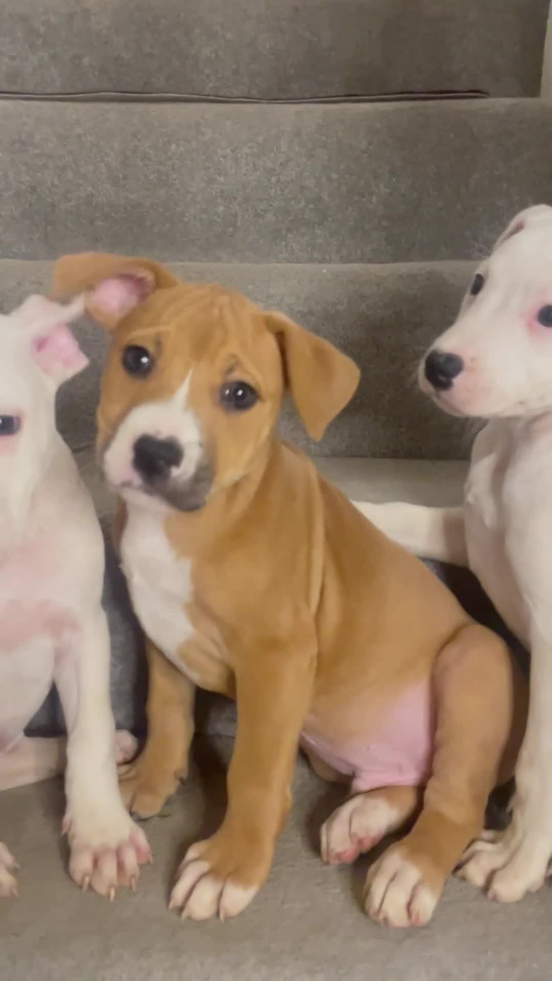 Mixed Breed dogs for sale: 🐶✨Stunning Staffordshire  ** tiff Pupps - Video 1