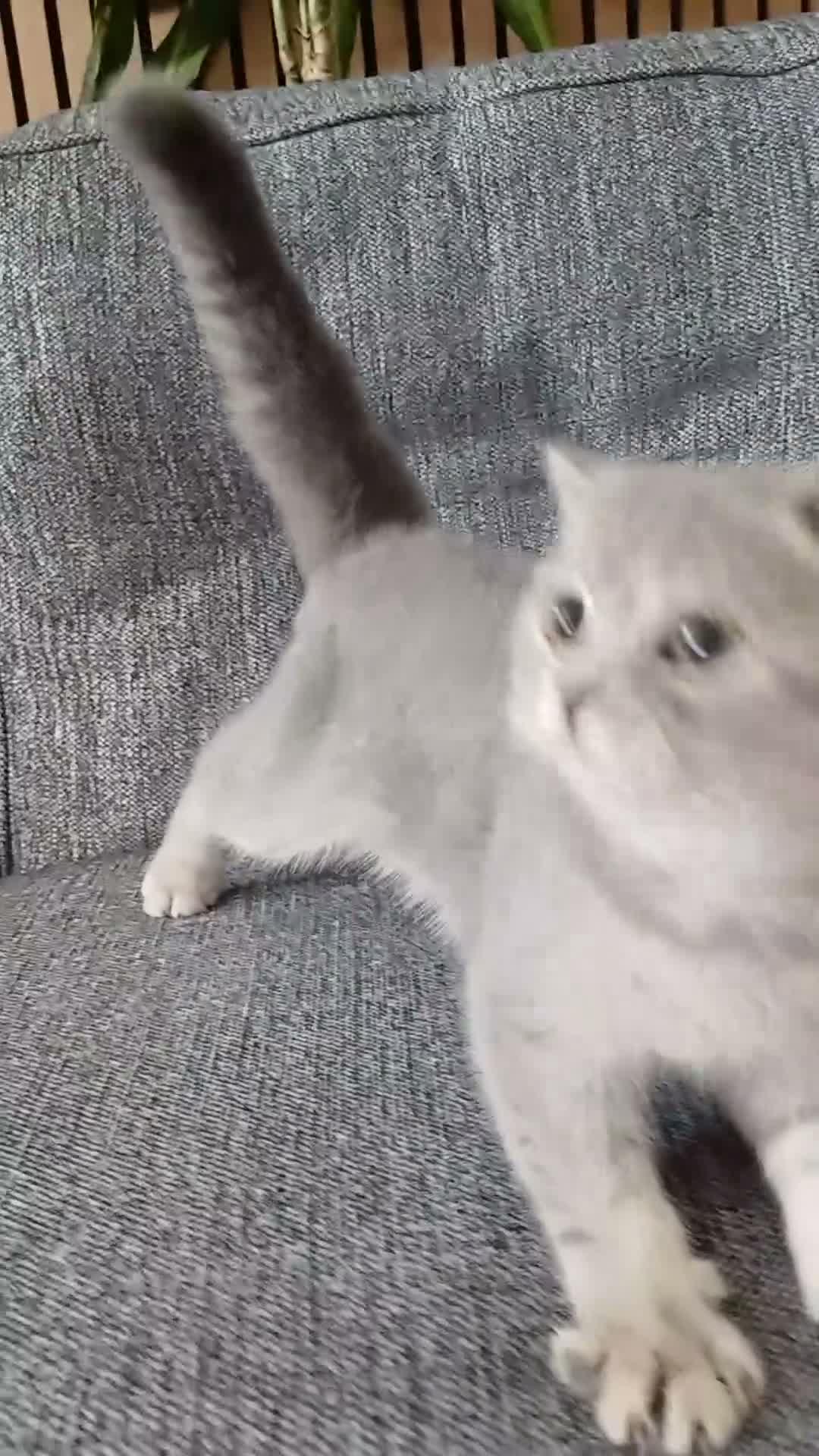 Scottish Fold cats for sale: TICA affectionate Inoculated Scottish fold  - Video 1