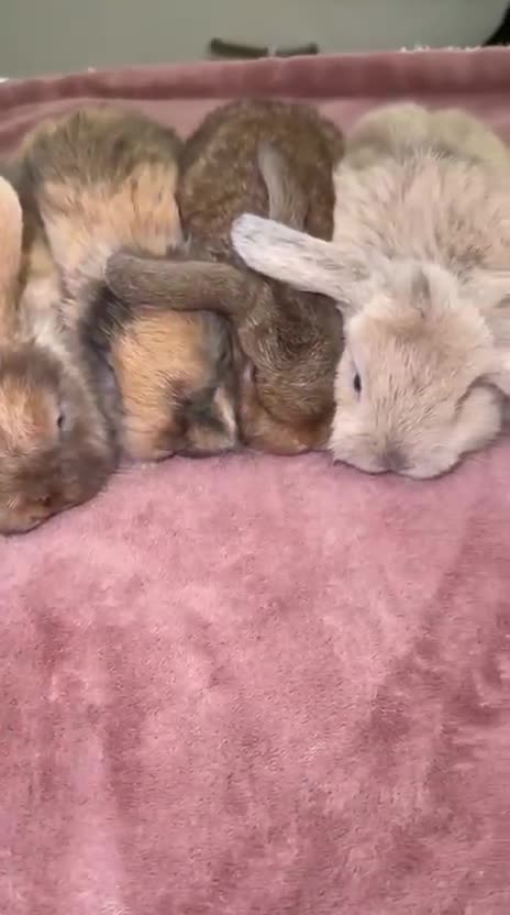Mini Lop rabbits for sale: 4 gorgeous mini lop bunnies for sale  - Video 5